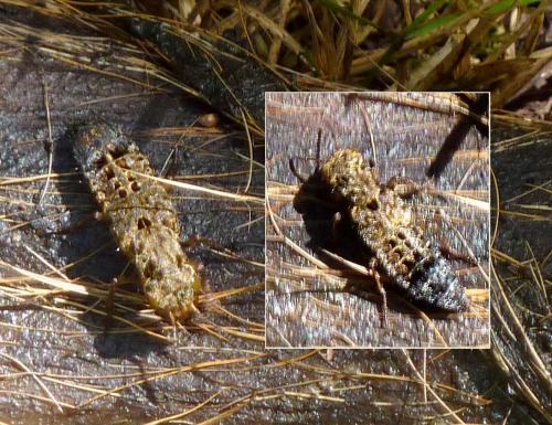 Réf. 189 584 : Ontholestes tessellatus